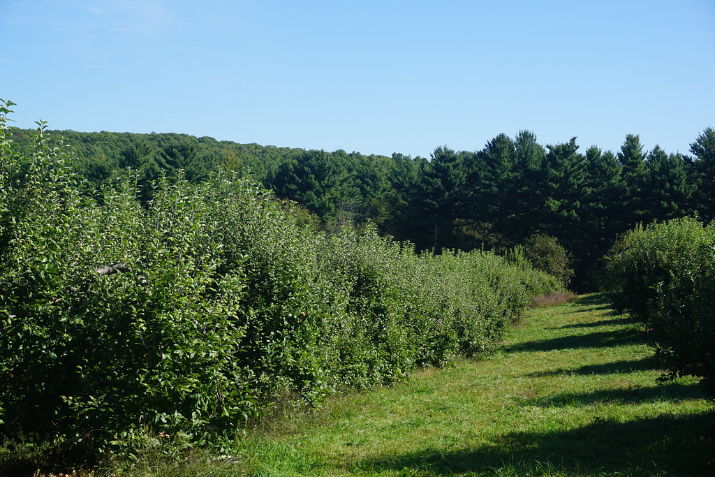 Orchard