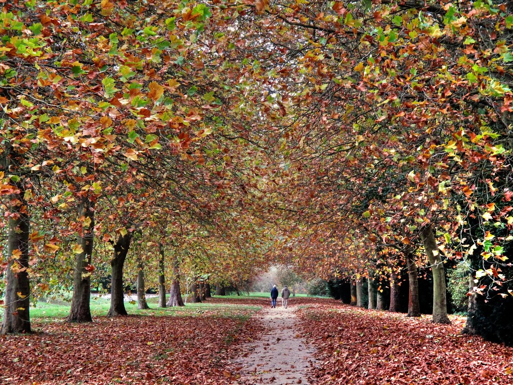 Woodland Walk